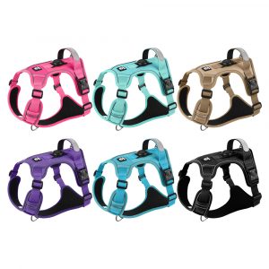 Large dogs with blast-proof backs